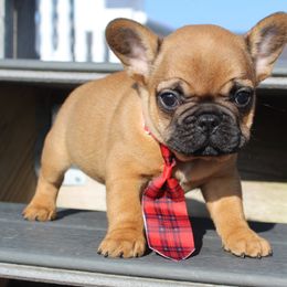 Boxer, Bulldog, and French Bulldog Puppies from Hillview Kennels