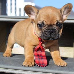 Boxer, Bulldog, and French Bulldog Puppies from Hillview Kennels