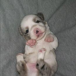 Merle Boy 1 - Blue merle and white male Cardigan Welsh Corgi puppy in Myton, Utah from Cardigan Corgi Cuties 💓
