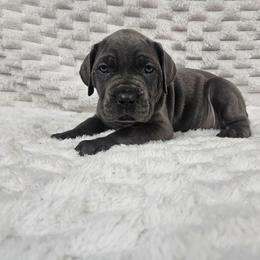 Purple collar - Gray female Cane Corso puppy in Fritch, Texas from Carrie Brown's Cane Corsos