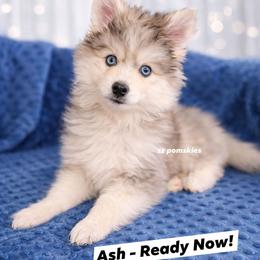 Ash - Silver and white male Pomsky puppy in Mc Callsburg, Iowa from SZ Rolling Acres LLC