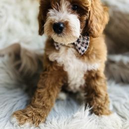 Avery - Red male Cavapoo puppy in Natural Bridge, Virginia from Rockbridge Puppies