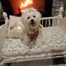 Cavapoo, Maltipoo, and Poodle Puppies from My Sweet Poodles and Doodles