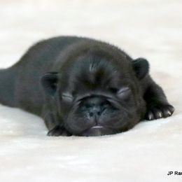 Luna - Black female French Bulldog puppy in Winnsboro, Texas from JP Ranch Bulldogs