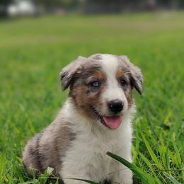 Border Collie Puppies from Bond Border Collies