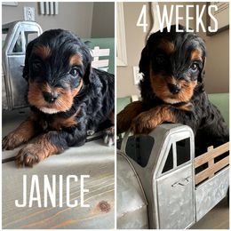 Bernedoodle Puppies from The Doodle Pad