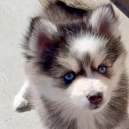 Opal - $4,900 (Sold) - Black and white Pomsky puppy in South Lyon, Michigan from Blue Pearl Pomskies