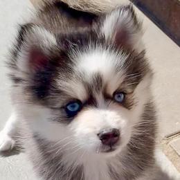 Opal - $4,900 (Sold) - Black and white Pomsky puppy in South Lyon, Michigan from Blue Pearl Pomskies