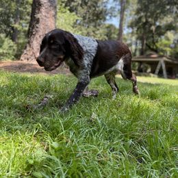 English Springer Spaniel All Grown Up from Eagle Trail Kennels