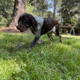 English Springer Spaniel All Grown Up from Eagle Trail Kennels