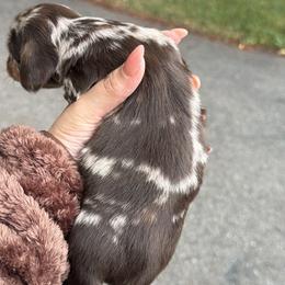 Cockapoo, Dachshund, Miniature Schnauzer, and Yorkshire Terrier Puppies from LUXEYPUPS