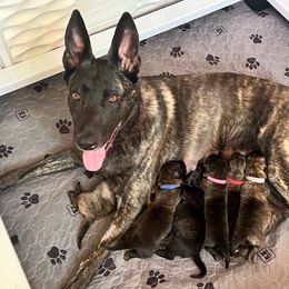 Dutch Shepherd puppies from North Mountain Dutch Shepherds