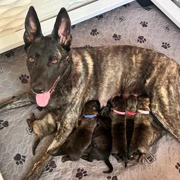 Dutch Shepherd puppies from North Mountain Dutch Shepherds