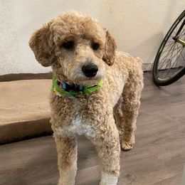 Poodles from Shrift Stud Dogs