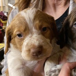 Brittany Puppies from Lizas Brittanies