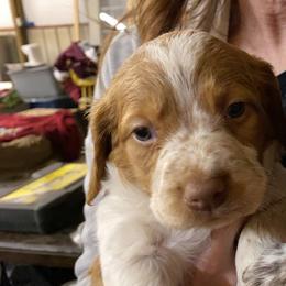 Brittany Puppies from Lizas Brittanies