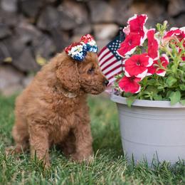 Australian Labradoodle Puppies from Forever Friends Labradoodles