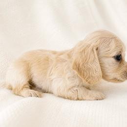 Scary - Cream female Dachshund puppy in Sebring, Florida from Mini Weenies