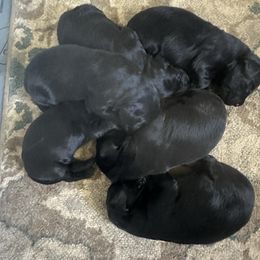 Boy 6 - Black Flat-Coated Retriever puppy in Medina, Ohio from Dahlia Lane Border Collies and Exotic Flat Coated Retrievers