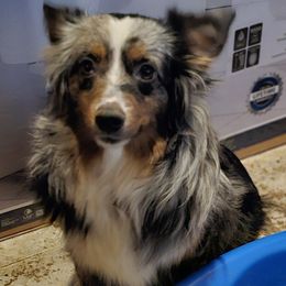 Kacey - Miniature Australian Shepherd