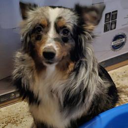 Kacey - Miniature Australian Shepherd