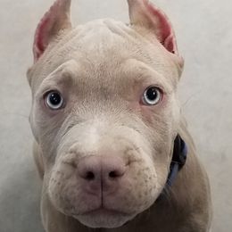 American Bully Puppies from XLVI Bully camp LLC