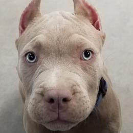 American Bully Puppies from XLVI Bully camp LLC