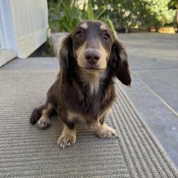 Theo - Dachshund