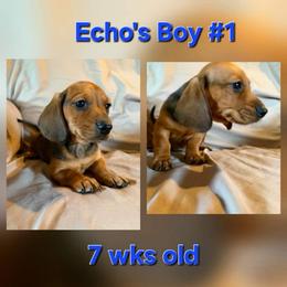 Echos boy 1 - Red male Dachshund puppy in Grand Junction, Michigan from J.C fur babies