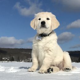 Golden Retrievers from Valley View Goldens