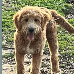Missy - Goldendoodle