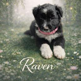 Raven - Black & white female Australian Shepherd puppy in Citra, Florida from AEW Farm