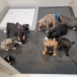 French Bulldog Puppies from BBS Frenchies