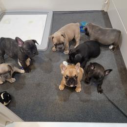 French Bulldog Puppies from BBS Frenchies