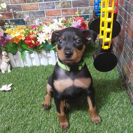 Miss Lily - Black and rust female Miniature Pinscher puppy in Baton Rouge, Louisiana from Pike's Pups