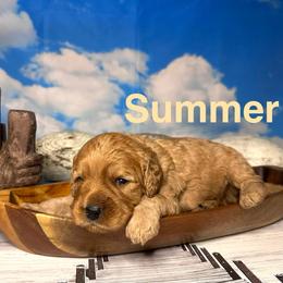 Summer - Apricot female Cavapoo puppy in Chelan, Washington from North Cascades Doodles