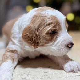 Lucky (Green) - male Golden Mountain Doodle puppy in Twin Falls, Idaho from Magic Valley Family Doodles