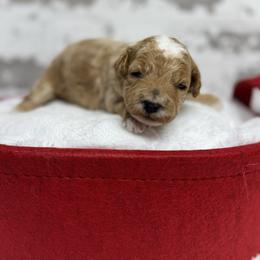Jingles - Apricot female Goldendoodle puppy in Nortonville, Kentucky from Deb’s KY Doodles