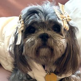 Shih Tzus from Delinda Shih Tzus