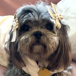 Shih Tzus from Delinda Shih Tzus