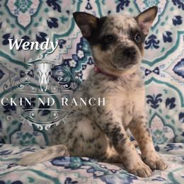 Wendy - Blue female Australian Cattle Dog puppy in Silsbee, Texas from Rockin ND Ranch