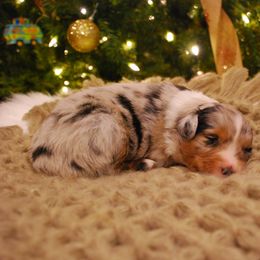 Cash - Blue merle male Miniature American Shepherd puppy in Springfield, Missouri from 3 Barrels Farms, LLC
