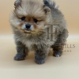 Clementine - Red sable female Pomeranian puppy in Redlands, California from Torrey Hills Poms