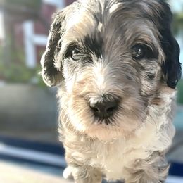 Bernedoodle and Goldendoodle Puppies from Doodling Around Indiana Poodles & Doodles