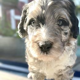 Bernedoodle and Goldendoodle Puppies from Doodling Around Indiana Poodles & Doodles