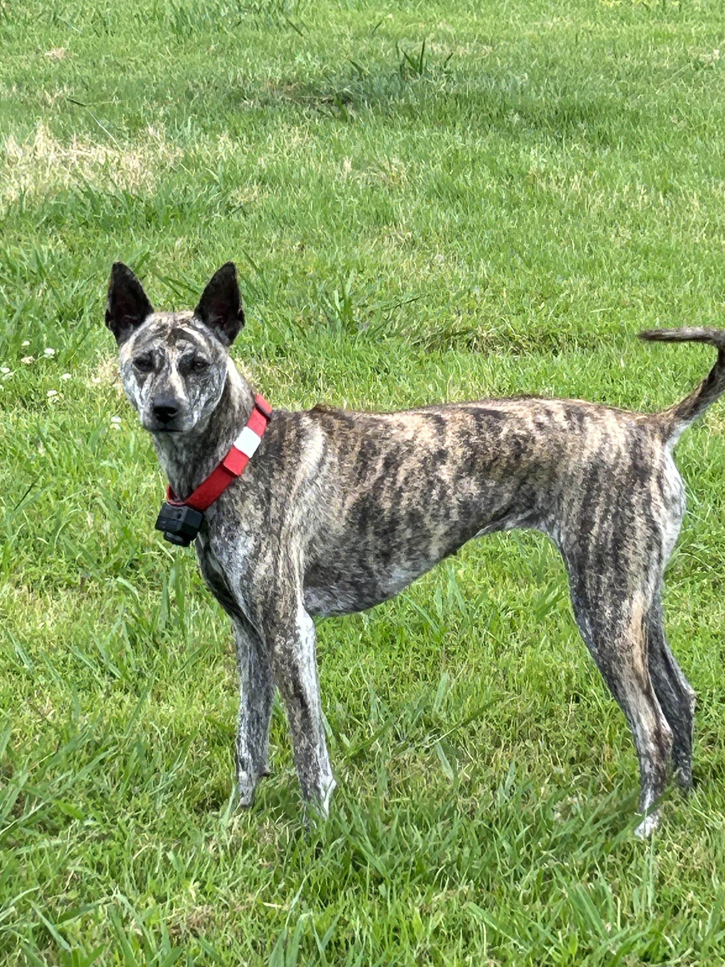 TSUNAMI VIETNAMESE PHU QUOC RIDGEBACK PUPPY DOG in Virginia ...