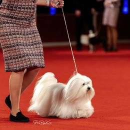 Coton de Tulear All Grown Up from Kanto Cotons