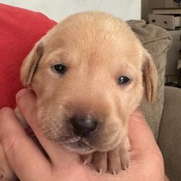 Fuchsia - Yellow female Labrador Retriever puppy in Rock Hill, South Carolina from North Star Retrievers