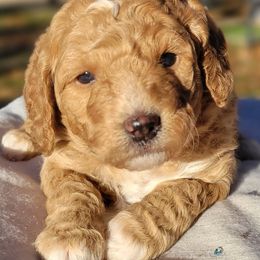 Aussiedoodles, Australian Shepherds, and Poodles from Foothill Aussies