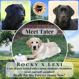 Tater - Yellow male Labrador Retriever puppy in Fair Oaks, California from Twisted Ranch Retrievers